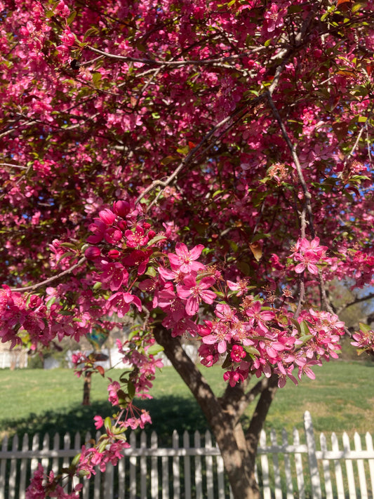 Cherry blossoms on a tree