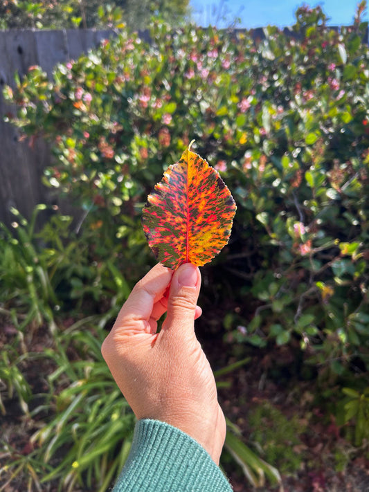 Analog Autumn activities - a hand holding an autumn leaf