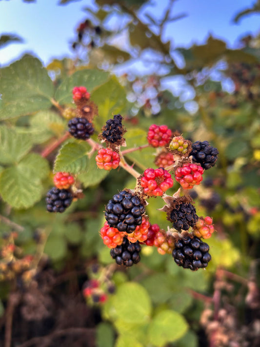 close up of a bunch of ripe blackberries